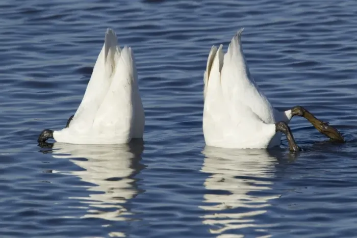 Framed Print : Whooper Swan (Cygnus cygnus) adult pair, up-ending in water, Ouse Washes, Norfolk, England, february Framed Print : Whooper Swan (Cygnus cygnus) adult pair, up-ending in water, Ouse Washes, Norfolk, England, february