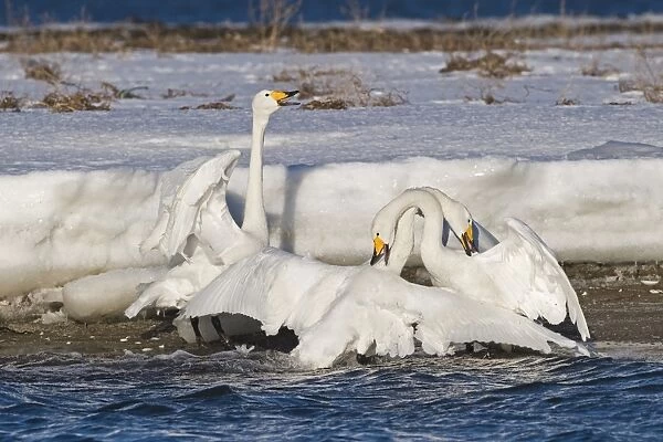 Whooper Swan (Cygnus cygnus) adult pair, in courtship bonding display and being aggressive towards intruder, Hokkaido, Japan, winter