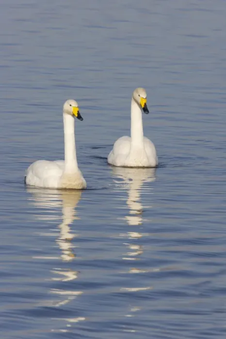 Framed Print : Whooper Swan (Cygnus cygnus) adult pair, swimming on flooded washes, Welney W. W. T. Reserve, Ouse Washes, Norfolk, England, winter Framed Print : Whooper Swan (Cygnus cygnus) adult pair, swimming on flooded washes, Welney W. W. T. Reserve, Ouse Washes, Norfolk, England, winter