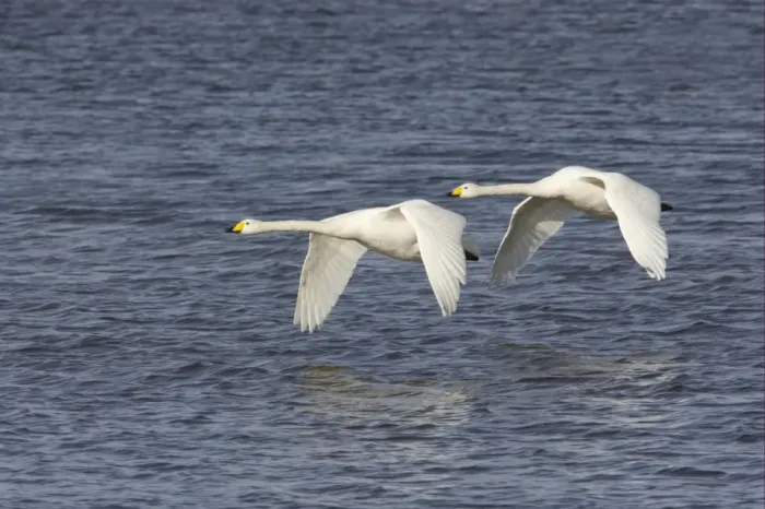 Framed Print : Whooper Swan (Cygnus cygnus) adult pair, in flight over water, Welney W. W. T. Reserve, Ouse Washes, Norfolk, England, winter