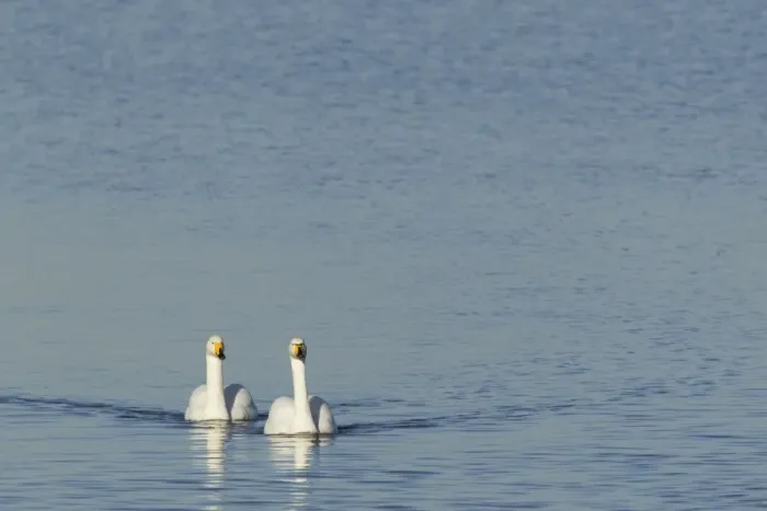 Framed Print : Whooper Swan (Cygnus cygnus) adult pair, swimming, Ouse Washes, Norfolk, England, february Framed Print : Whooper Swan (Cygnus cygnus) adult pair, swimming, Ouse Washes, Norfolk, England, february