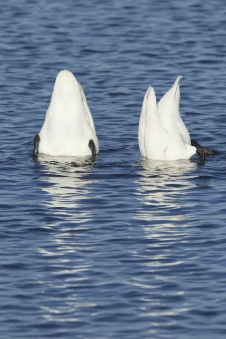 Framed Print : Whooper Swan (Cygnus cygnus) adult pair, up-ending in water, Ouse Washes, Norfolk, England, february Framed Print : Whooper Swan (Cygnus cygnus) adult pair, up-ending in water, Ouse Washes, Norfolk, England, february