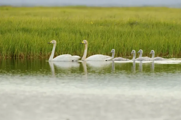 Framed Print : Whooper Swan (Cygnus cygnus) adult pair and cygnets, swimming on lake, Iceland, July Framed Print : Whooper Swan (Cygnus cygnus) adult pair and cygnets, swimming on lake, Iceland, July