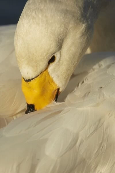 Whooper Swan (Cygnus cygnus) adult, preening, close-up of head, Caerlaverock W. W. T