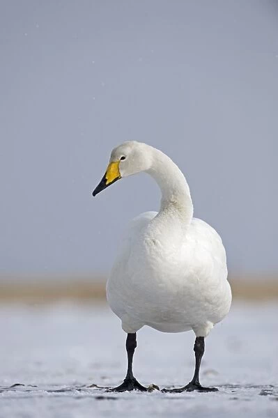 Whooper Swan (Cygnus cygnus) adult, standing on ice, Hokkaido, Japan, winter