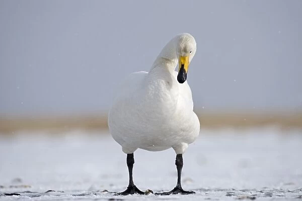 Whooper Swan (Cygnus cygnus) adult, standing on ice, Hokkaido, Japan, winter