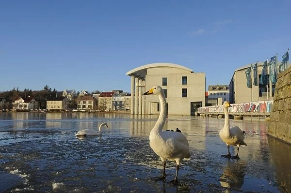 Whooper Swan (Cygnus cygnus) three adults, on partially frozen lake in city centre, Tj