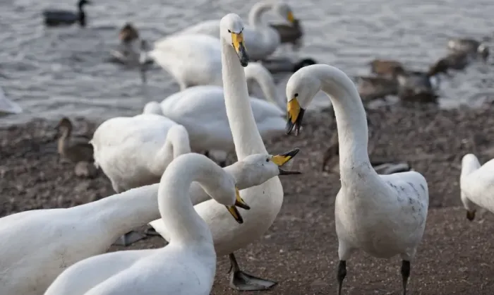 Framed Print : Whooper Swan (Cygnus cygnus) adults, fighting over food at edge of lake, Martin Mere, Lancashire, England, march