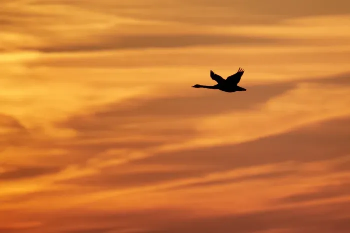 Framed Print : Whooper Swan (Cygnus cygnus) in flight, silhouetted at sunrise, Caerlaverock W. W. T