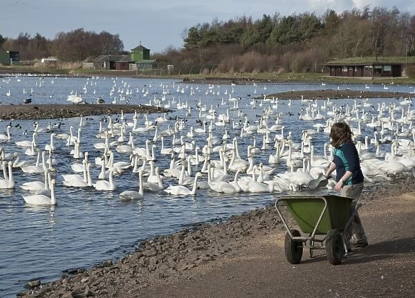 Whooper Swan (Cygnus cygnus) flock, swimming on lake habitat, being fed by warden, Martin Mere, Lancashire, England