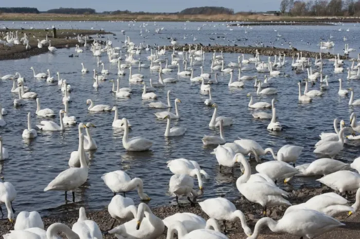 Framed Print : Whooper Swan (Cygnus cygnus) flock, feeding at edge and swimming on lake habitat, Martin Mere, Lancashire, England Framed Print : Whooper Swan (Cygnus cygnus) flock, feeding at edge and swimming on lake habitat, Martin Mere, Lancashire, England