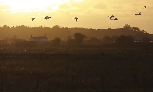 Whooper Swan (Cygnus cygnus) flock, in flight over marshland habitat at sunset, Martin Mere W. W. T