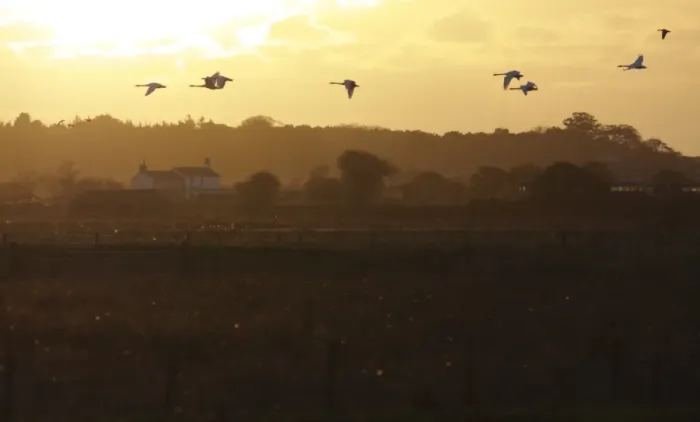 Framed Print : Whooper Swan (Cygnus cygnus) flock, in flight over marshland habitat at sunset, Martin Mere W. W. T Framed Print : Whooper Swan (Cygnus cygnus) flock, in flight over marshland habitat at sunset, Martin Mere W. W. T