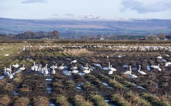 Whooper Swan (Cygnus cygnus) flock, feeding on harvested potato field, Pilling, Lancashire, England, November