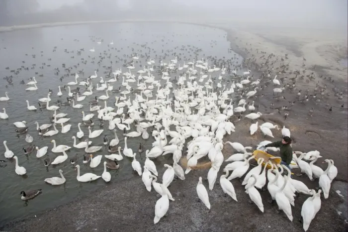 Framed Print : Whooper Swan (Cygnus cygnus), Mute Swan (Cygnus olor) and Canada Goose (Branta canadensis) flock, fed by warden during cold weather, Caerlaverock W. W. T. Dumfries, Scotland, january Framed Print : Whooper Swan (Cygnus cygnus), Mute Swan (Cygnus olor) and Canada Goose (Branta canadensis) flock, fed by warden during cold weather, Caerlaverock W. W. T. Dumfries, Scotland, january