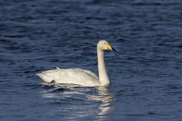 Whooper Swan on Lake Ardnave at Loch Gruinart, Isle of Islay Scotland