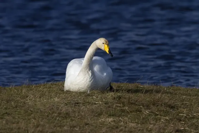 Framed Print : Whooper Swan resting on grass bank at Ardnave Loch on Islay Scotland Framed Print : Whooper Swan resting on grass bank at Ardnave Loch on Islay Scotland