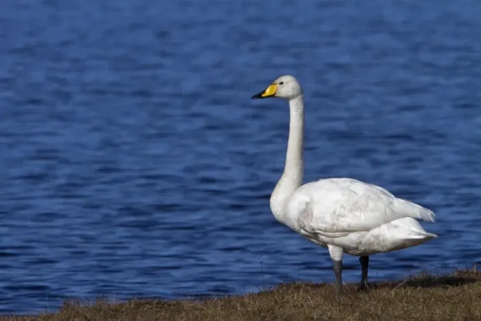 Framed Print : Whooper Swan standing - Islay Scotland Framed Print : Whooper Swan standing - Islay Scotland