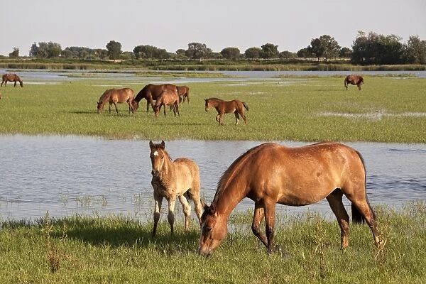 Wild Andalusian horse roam marshes at El Rocio