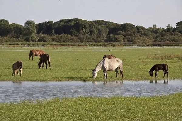 Wild Andalusian horse roam marshes at El Rocio