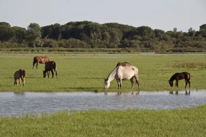 Framed Print : Wild Andalusian horse roam marshes at El Rocio Framed Print : Wild Andalusian horse roam marshes at El Rocio