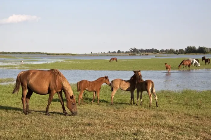 Framed Print : Wild Andalusian horse roam marshes at El Rocio Framed Print : Wild Andalusian horse roam marshes at El Rocio