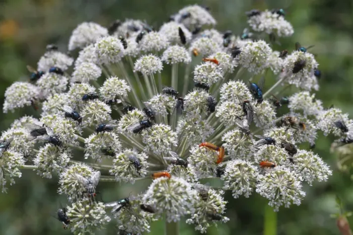 Framed Print : Wild Angelica (Angelica sylvestris) flowering, with feeding insects, mainly Flies (Diptera sp. ) and Soldier Beetles (Cantharis rustica), Powys, Wales, july