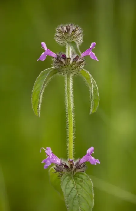 Framed Print : Wild Basil (Clinopodium vulgare) flowering, growing on chalk downland, Romania, June Framed Print : Wild Basil (Clinopodium vulgare) flowering, growing on chalk downland, Romania, June