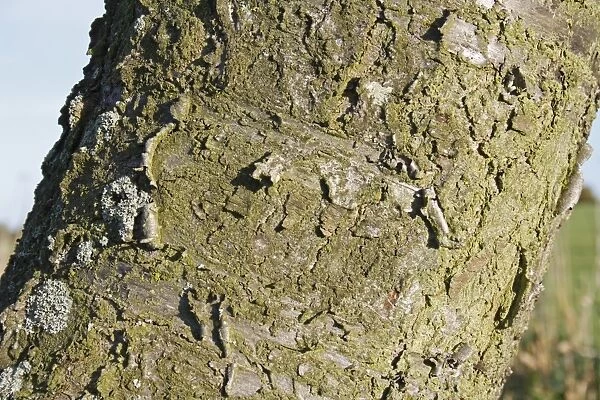 Wild Cherry (Prunus avium) close-up of bark, Wickham Skeith, Suffolk, England, october