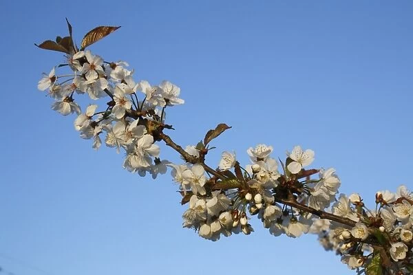 Wild Cherry (Prunus avium) close-up of flowers, Bacton, Suffolk, England, april