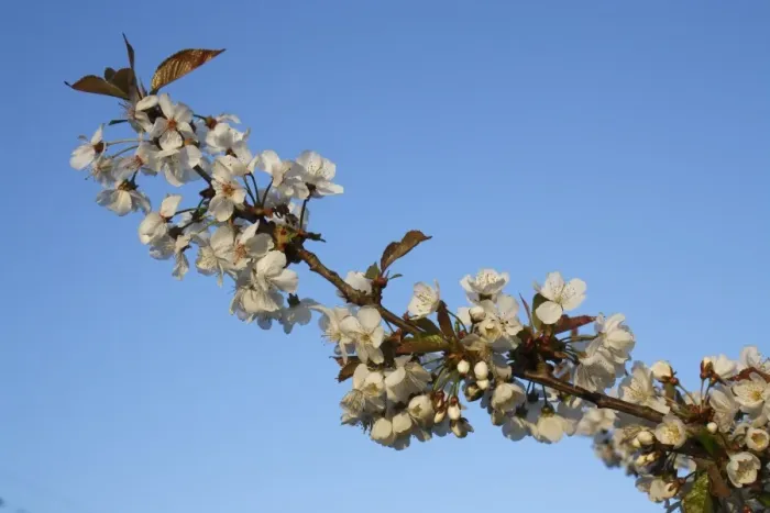 Framed Print : Wild Cherry (Prunus avium) close-up of flowers, Bacton, Suffolk, England, april