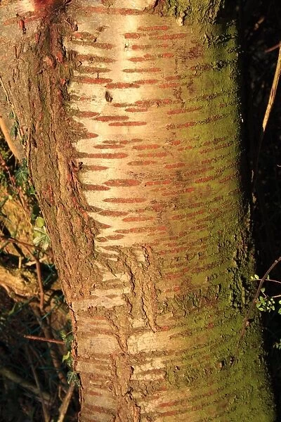 Wild Cherry (Prunus avium) close-up of trunk, Bacton, Suffolk, England, november