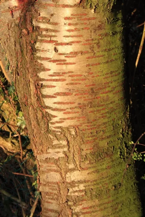 Framed Print : Wild Cherry (Prunus avium) close-up of trunk, Bacton, Suffolk, England, november Framed Print : Wild Cherry (Prunus avium) close-up of trunk, Bacton, Suffolk, England, november