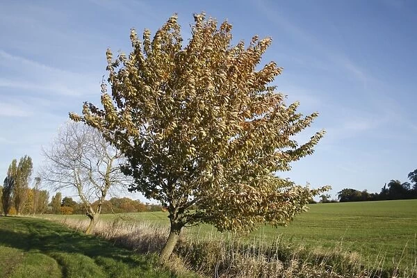 Wild Cherry (Prunus avium) habit, growing at edge of field in arable farmland, Wickham Skeith, Suffolk, England