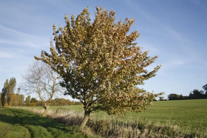 Framed Print : Wild Cherry (Prunus avium) habit, growing at edge of field in arable farmland, Wickham Skeith, Suffolk, England