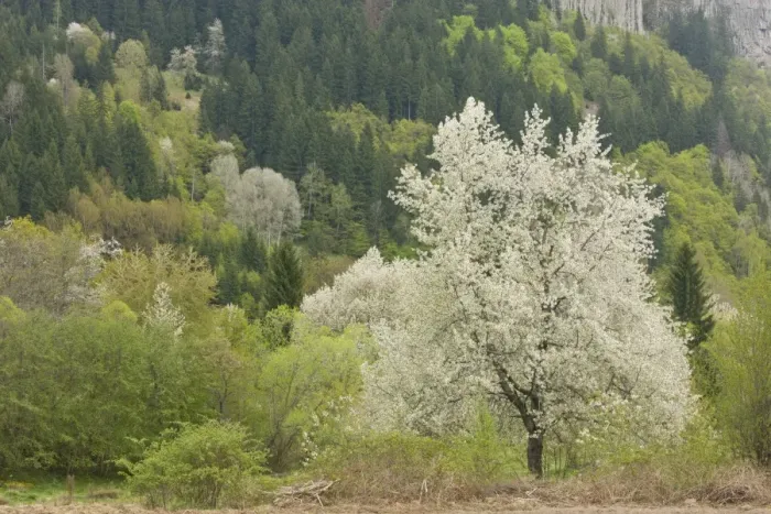 Framed Print : Wild Cherry (Prunus avium) habit, flowering, growing in woodland habitat, Rhodopi Mountains, near Smoljan