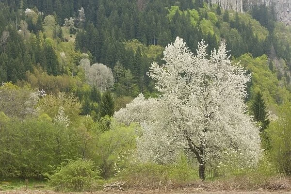 Wild Cherry (Prunus avium) habit, flowering, growing in woodland habitat, Rhodopi Mountains, near Smoljan