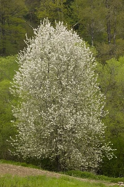 Wild Cherry (Prunus avium) habit, flowering, growing in woodland, Rhodopi Mountains, near Smoljan, Southern Bulgaria