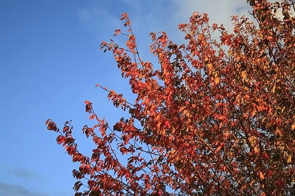 Wild Cherry (Prunus avium) leaves in autumn colour, Bacton, Suffolk, England, october