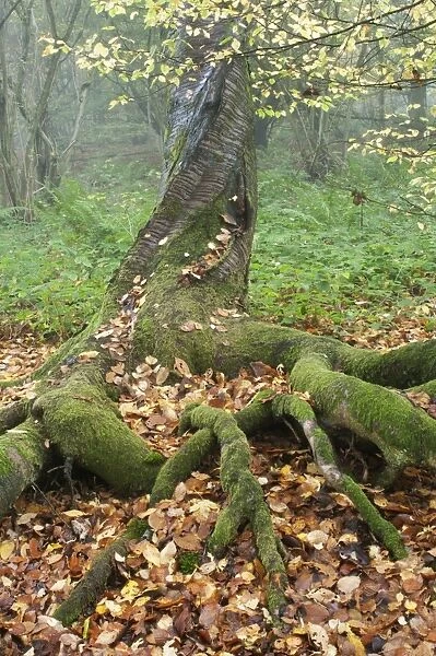 Wild Cherry (Prunus avium) trunk and roots, with fallen leaves in coppice woodland, Kent, England, november