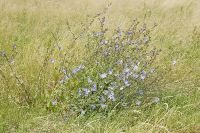 Framed Print : Wild Chicory (Cichorium intybus) flowering, Rainham Marshes RSPB Reserve, Thames Estuary, Essex, England, august Framed Print : Wild Chicory (Cichorium intybus) flowering, Rainham Marshes RSPB Reserve, Thames Estuary, Essex, England, august