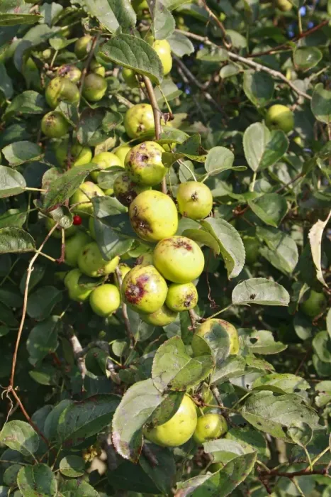 Framed Print : Wild Crabapple (Malus sylvestris) close-up of fruit, growing in hedgerow at edge of river valley fen, Middle Fen Framed Print : Wild Crabapple (Malus sylvestris) close-up of fruit, growing in hedgerow at edge of river valley fen, Middle Fen