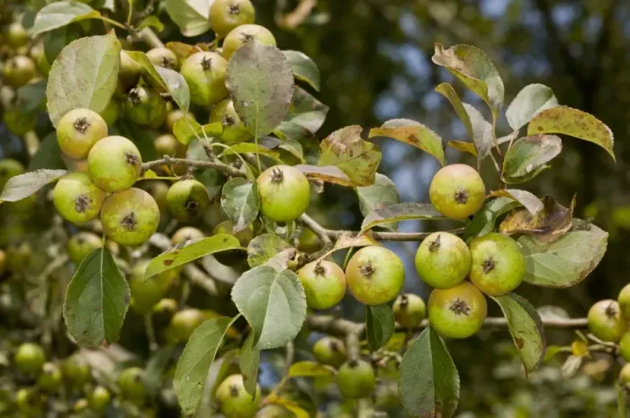 Framed Print : Wild Crabapple (Malus sylvestris) close-up of fruit, New Forest, Hampshire, England, August Framed Print : Wild Crabapple (Malus sylvestris) close-up of fruit, New Forest, Hampshire, England, August