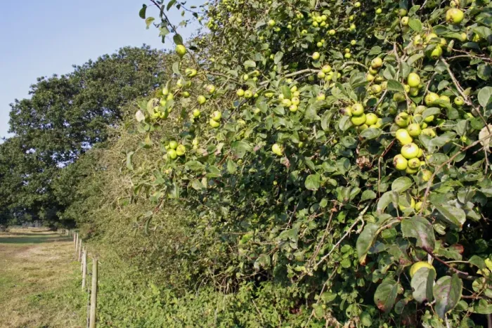 Framed Print : Wild Crabapple (Malus sylvestris) fruit, growing in hedgerow habitat at edge of river valley fen, Middle Fen Framed Print : Wild Crabapple (Malus sylvestris) fruit, growing in hedgerow habitat at edge of river valley fen, Middle Fen