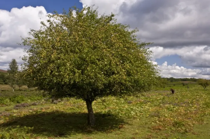 Framed Print : Wild Crabapple (Malus sylvestris) habit, in fruit, growing on heathland, near Linwood, New Forest, Hampshire, England Framed Print : Wild Crabapple (Malus sylvestris) habit, in fruit, growing on heathland, near Linwood, New Forest, Hampshire, England