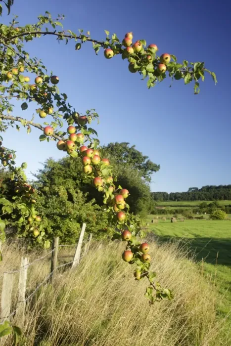 Framed Print : Wild Crabapple (Malus sylvestris) leaves and fruit, growing at field edge in farmland, West Yorkshire, England Framed Print : Wild Crabapple (Malus sylvestris) leaves and fruit, growing at field edge in farmland, West Yorkshire, England