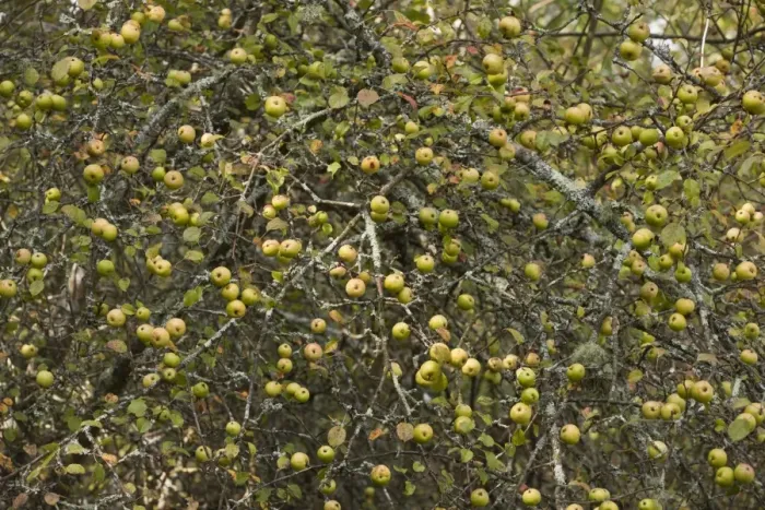Framed Print : Wild Crabapple (Malus sylvestris) mass of fruit on tree, New Forest, Hampshire, England, september Framed Print : Wild Crabapple (Malus sylvestris) mass of fruit on tree, New Forest, Hampshire, England, september