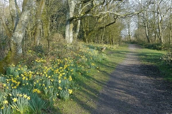 Wild Daffodil (Narcissus pseudonarcissus) flowering, mass growing beside path in woodland, West Sussex, England, march