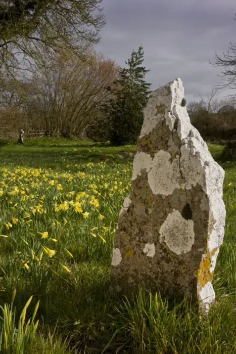 Framed Print : Wild Daffodil (Narcissus pseudonarcissus) flowering mass, growing in old churchyard with lichen covered gravestone, Holwell, North Dorset, England, march Framed Print : Wild Daffodil (Narcissus pseudonarcissus) flowering mass, growing in old churchyard with lichen covered gravestone, Holwell, North Dorset, England, march