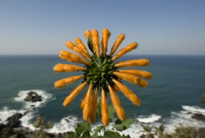 Framed Print : Wild Dagga (Leonotis leonurus) flowering, with sea in background, Port St. Johns, Wild Coast, Eastern Cape (Transkei), South Africa Framed Print : Wild Dagga (Leonotis leonurus) flowering, with sea in background, Port St. Johns, Wild Coast, Eastern Cape (Transkei), South Africa
